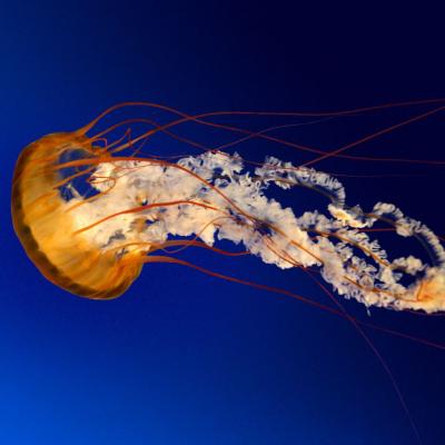Jellyfish_compressed