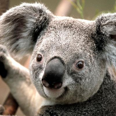 Koala_compressed
