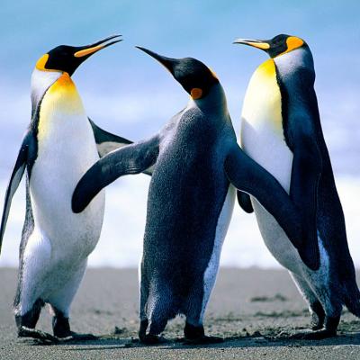 Penguins_compressed