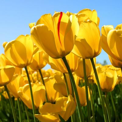 Tulips_compressed