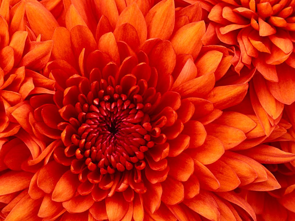 Chrysanthemum_compressed